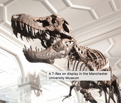 La imagen del dinosaurio, con una información sobre herramientas encima que dice A T-Rex on display at the Manchester University Museum